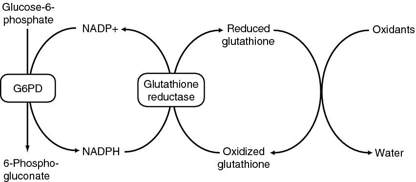 G6PD Deficiency - Hematology - Medbullets Step 1 diagram of reaction enzyme mediated 
