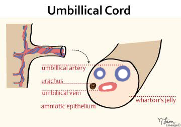 umbilical cord diagram