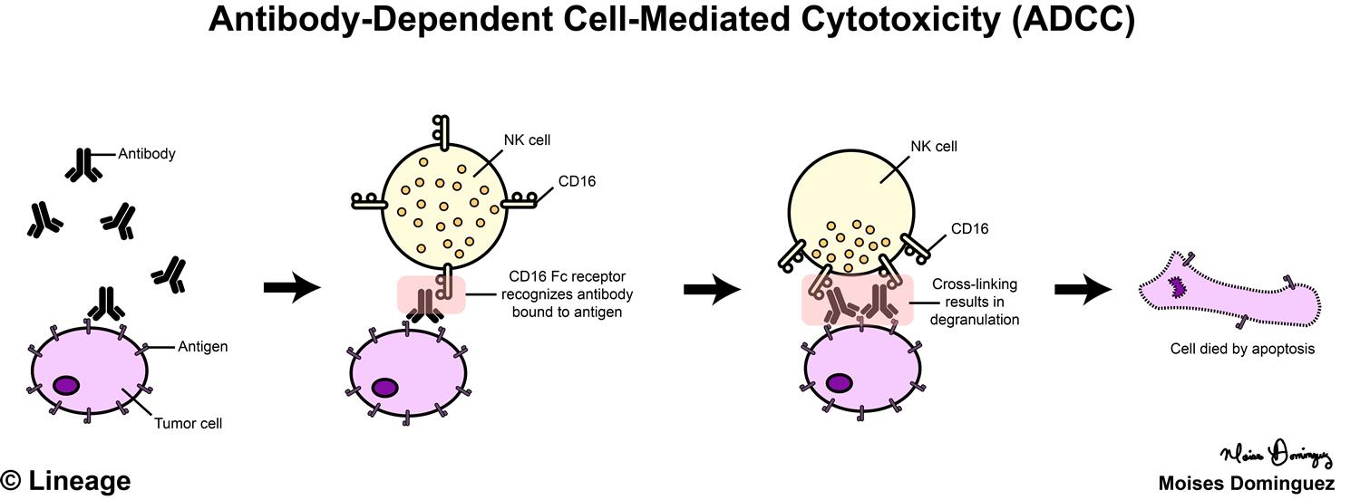 antibody-dependent-cell-mediated-cytotoxicity-adcc-immunology