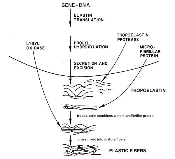 elastin-biochemistry-medbullets-step-1