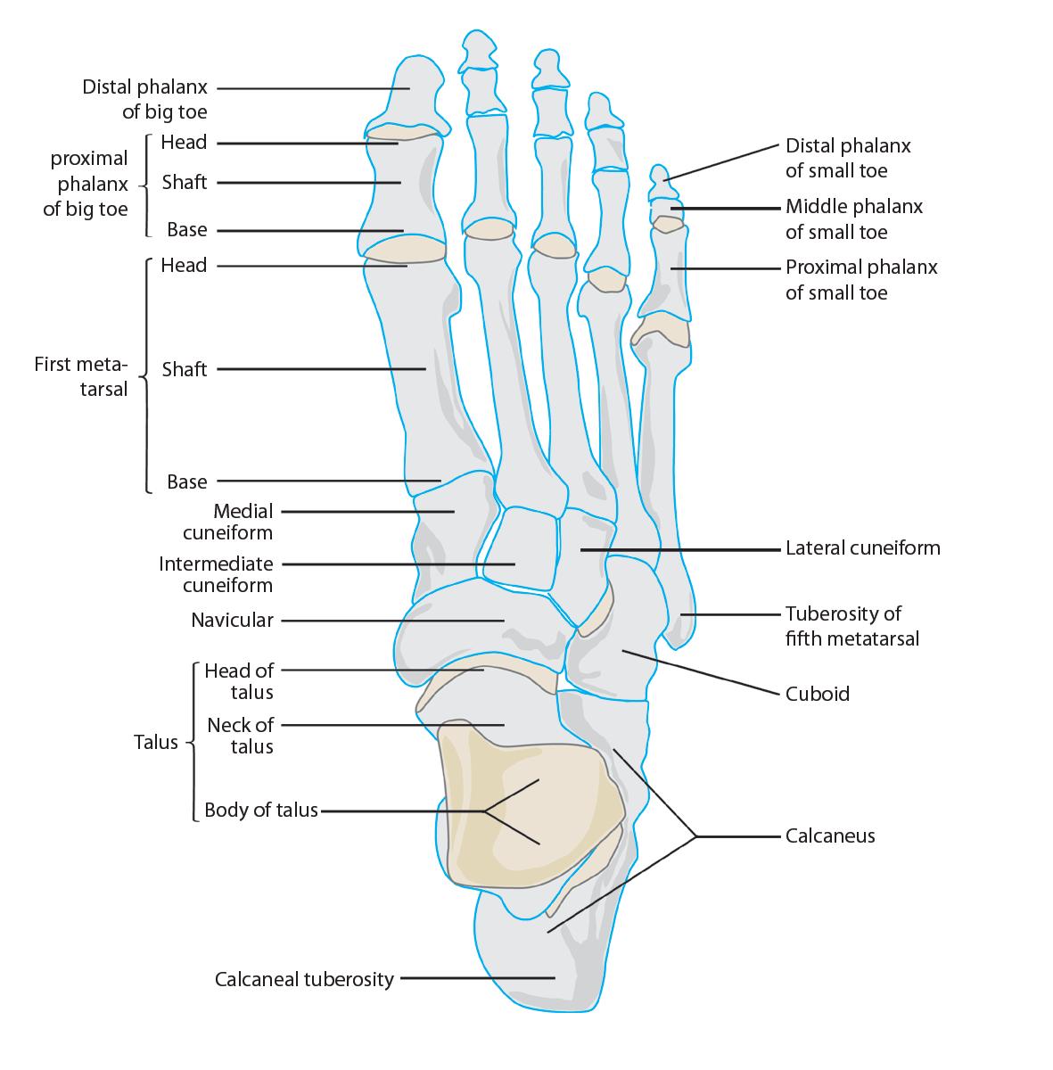 Talus Fracture - Orthopedics - Medbullets Step 2/3