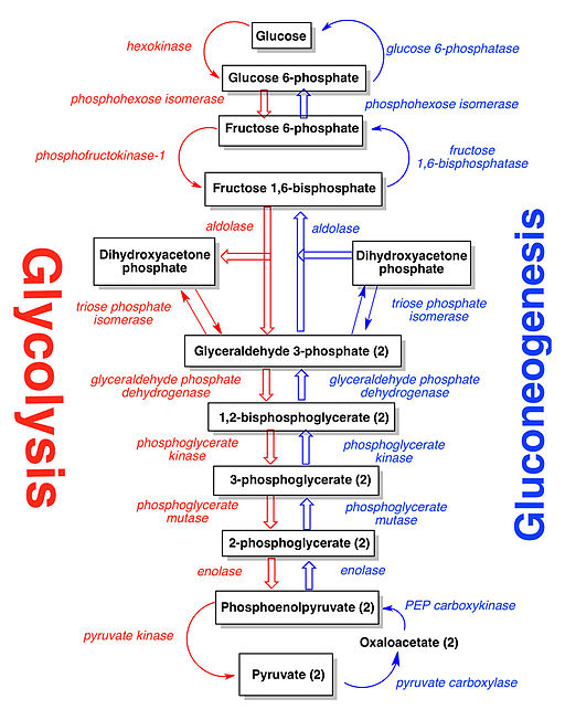Gluconeogenesis Biochemistry Medbullets Step 1 Gluconeogenesis Biochemistry Medbullets Step 1