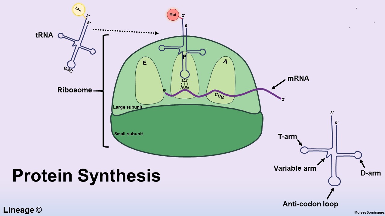 Protein Synthesis - Biochemistry - Medbullets Step 1