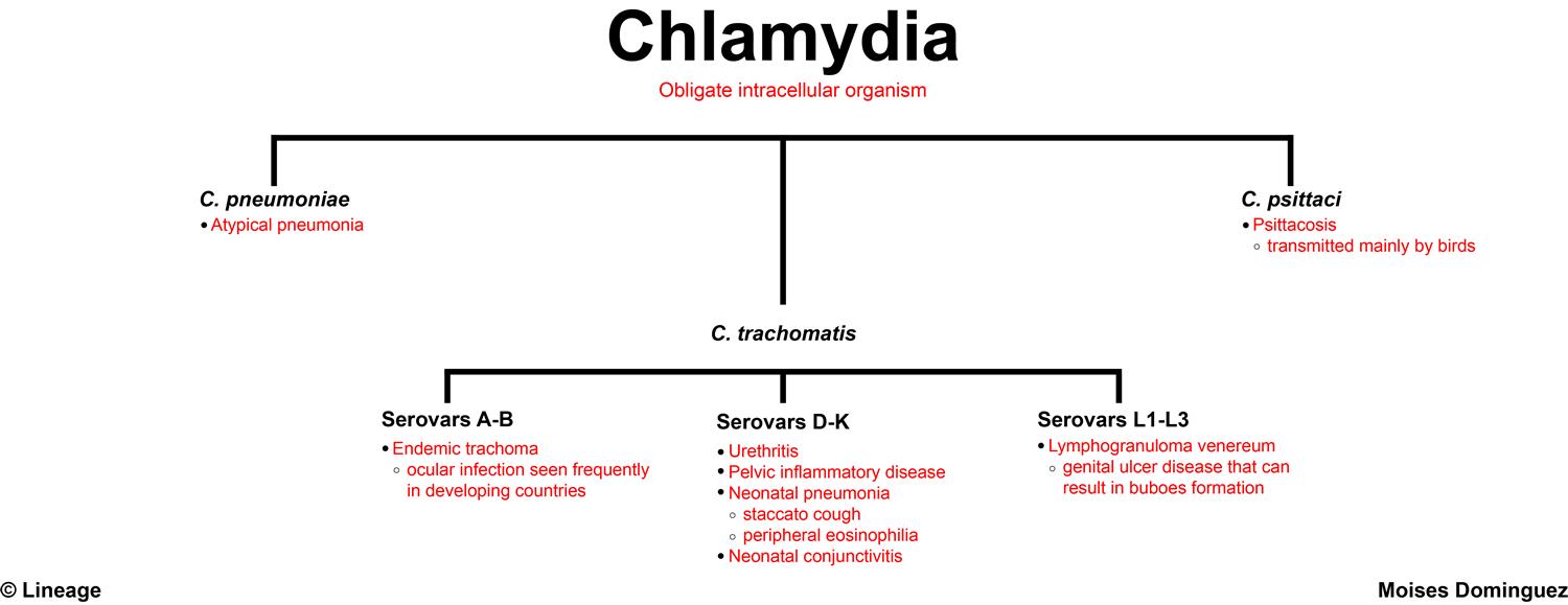 Chlamydia Bacteria Gram Stain