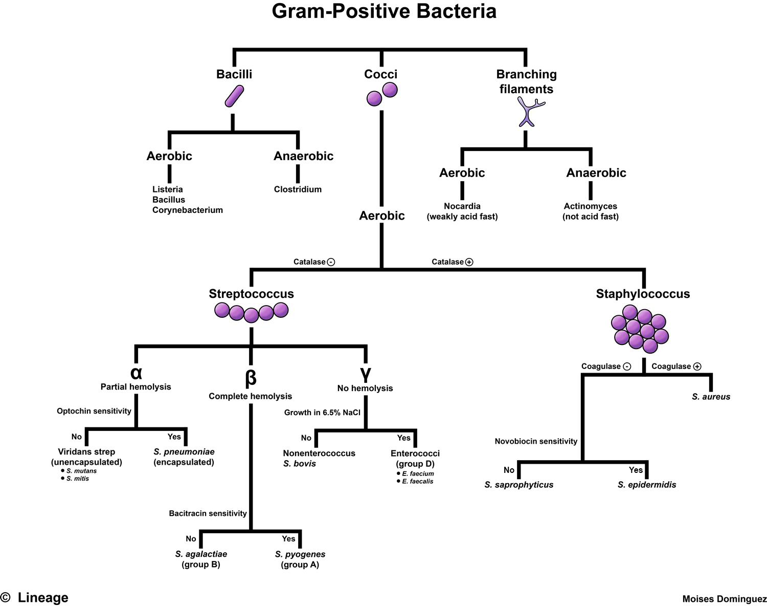 Image result for gram positive cocci