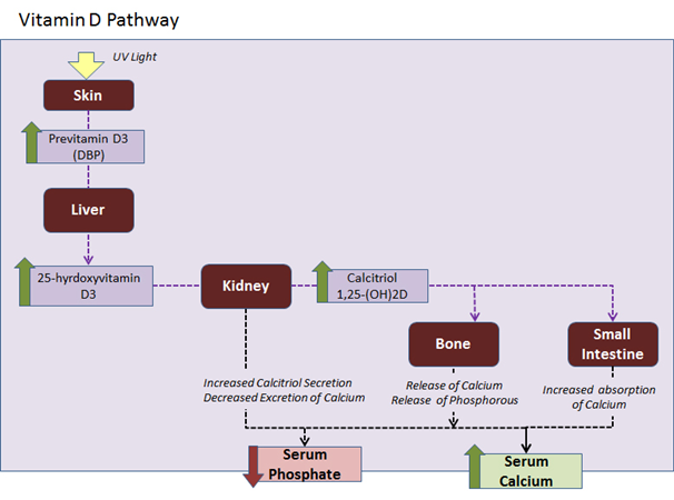 Pth Levels Chart