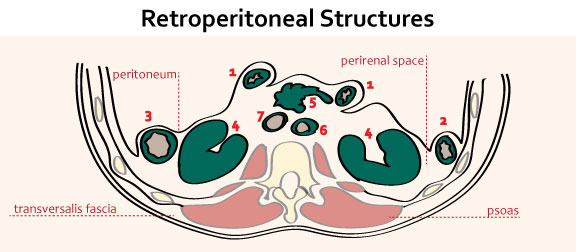 Retroperitoneal Space PPT The Peritoneum PowerPoint