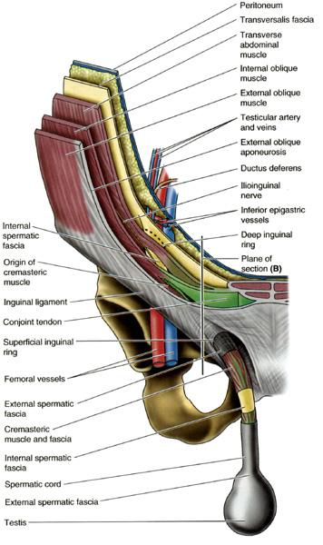 Anatomy Of Inguinal Area Inguinal Anatomy Laparoscopic View AOKM