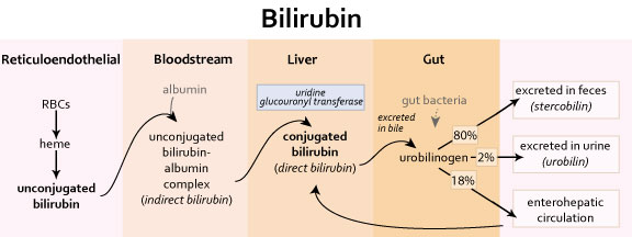 bilirubin in urine