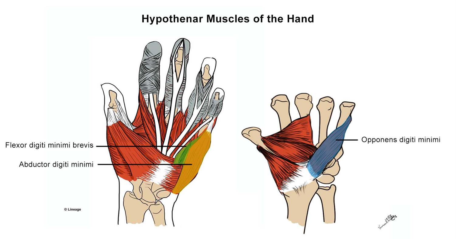 Intrinsic Hand Muscles - MSK - Medbullets Step 1