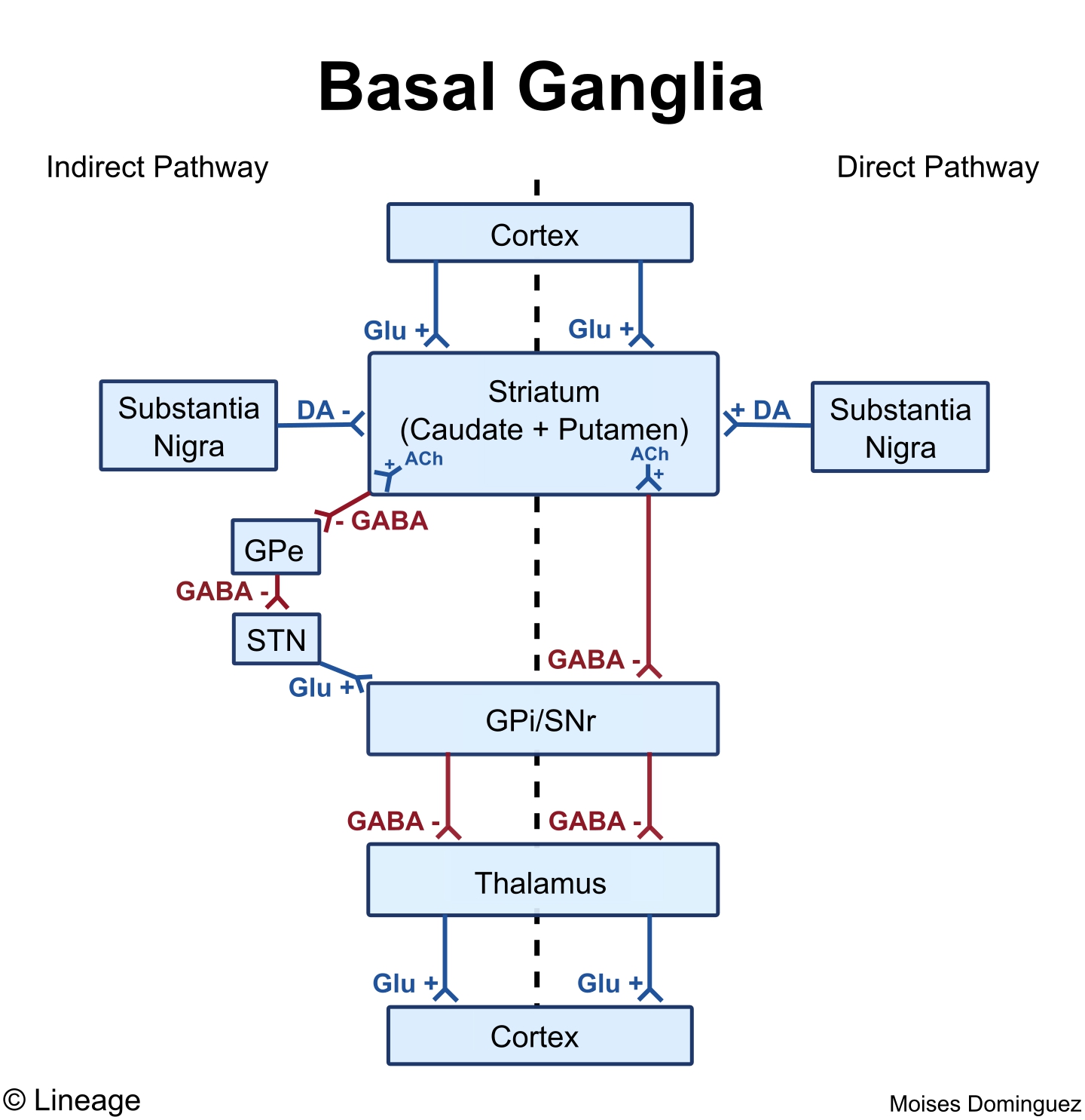 basal ganglia circuit diagram