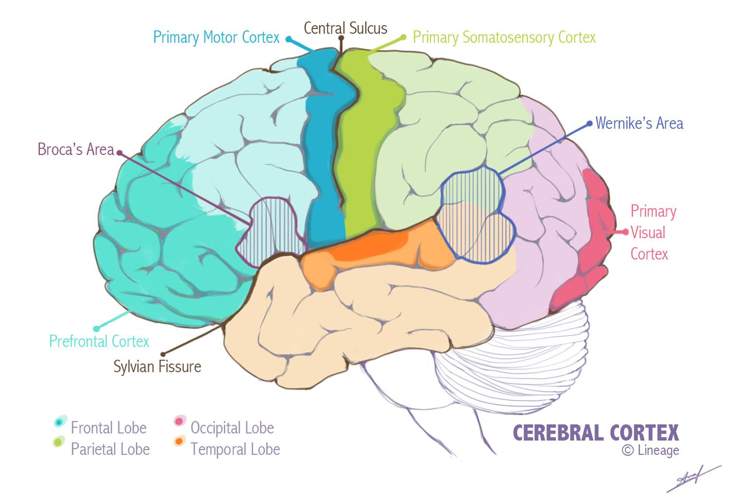 cerebrum brain