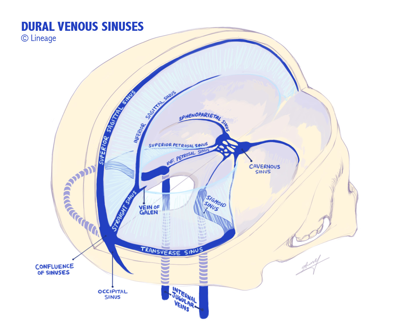 Dural Venous Sinuses - Neurology - Medbullets Step 1