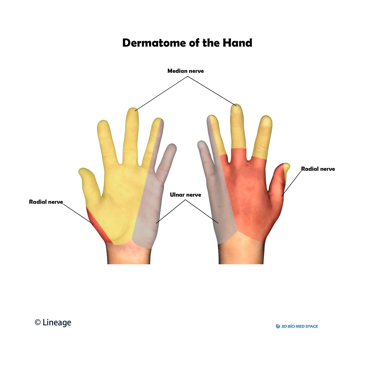 Dermatomes Arm Hand Anatomy