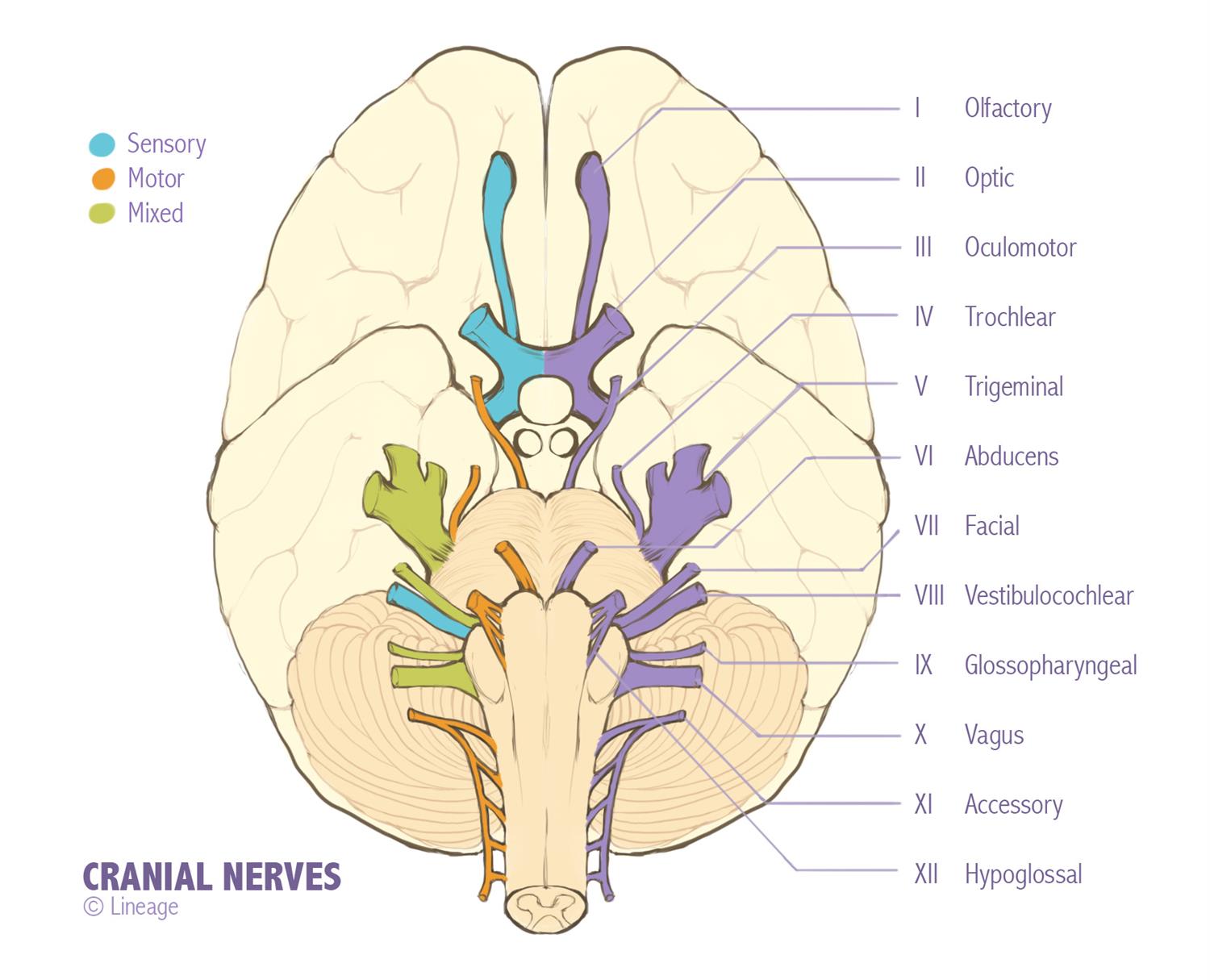 Diagram Of All Cranial Nerves