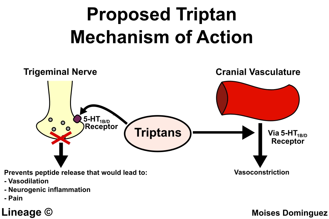 Image result for ergotamine migraine