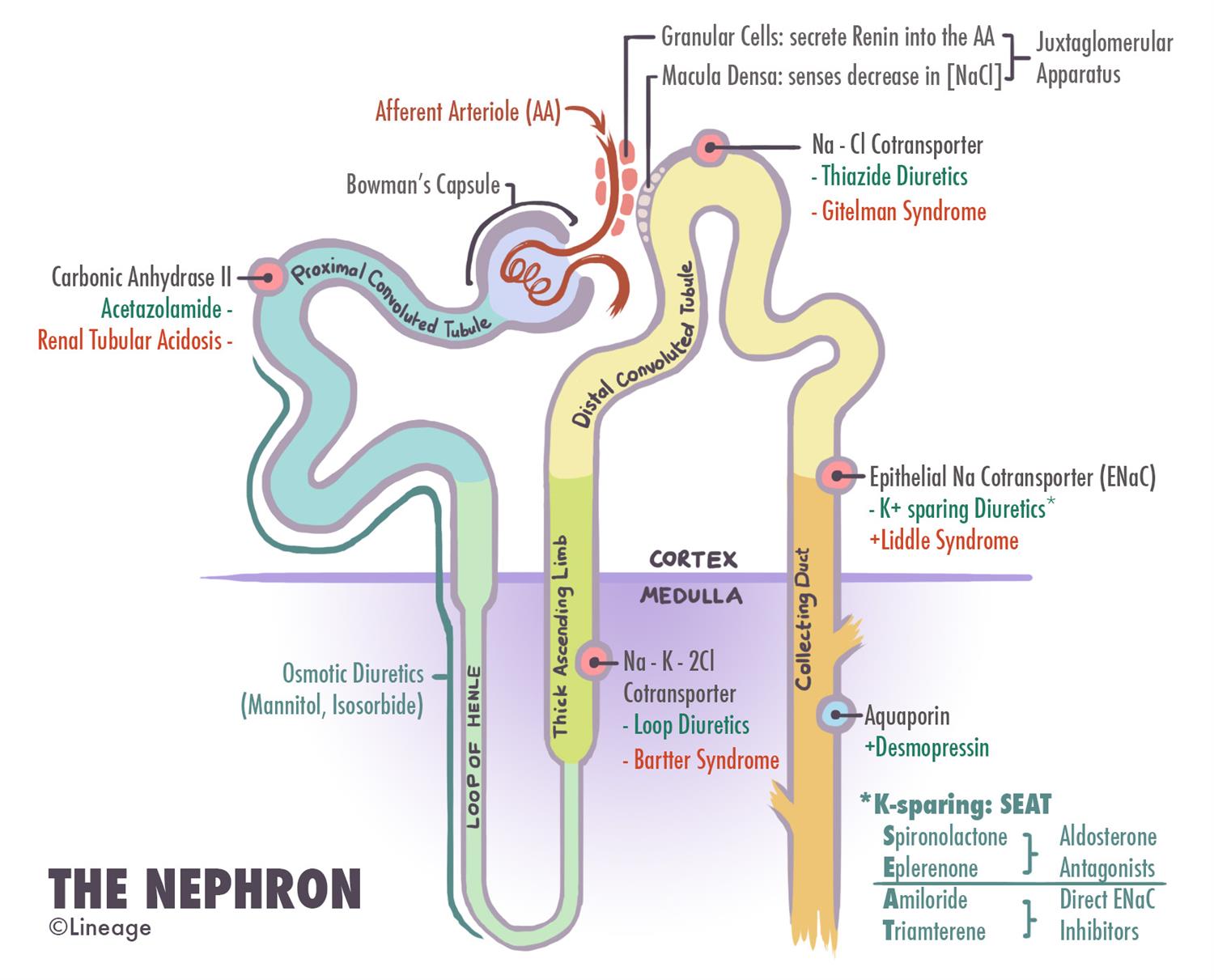 nephron reabsorption diagram