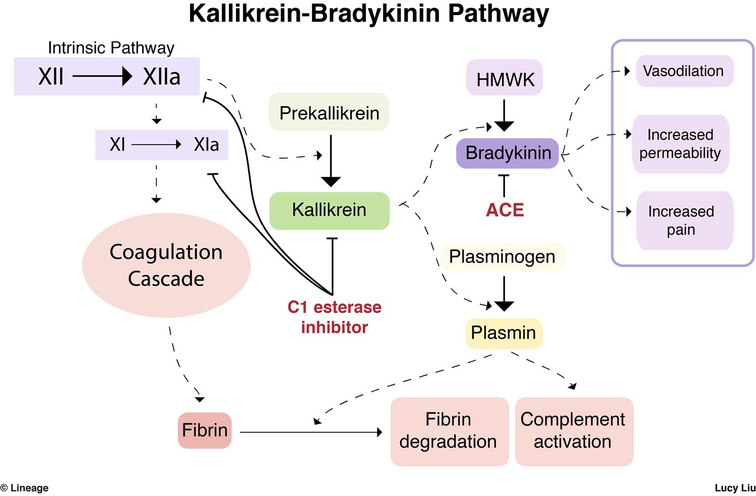 Ace Inhibitors Renal Medbullets Step 1 3392