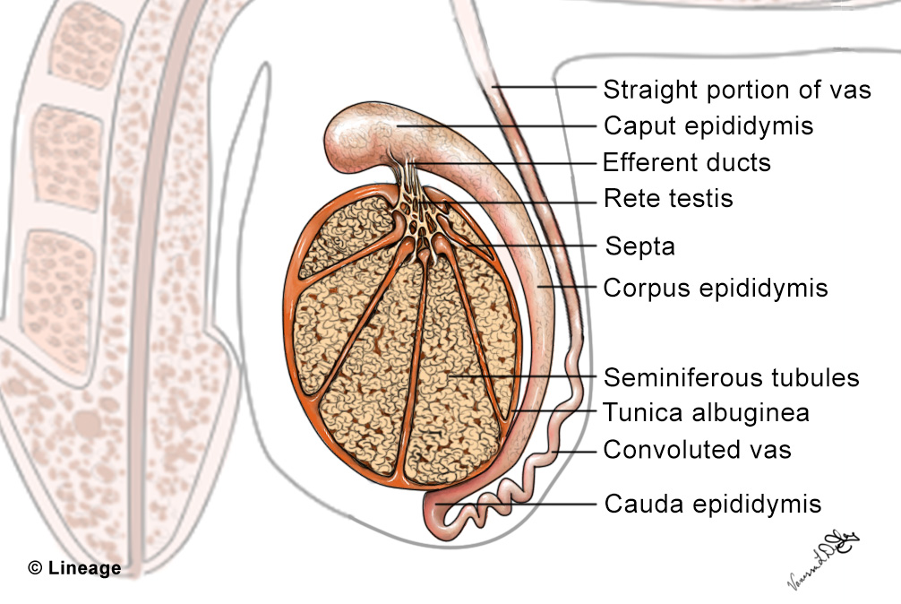 Structure Of Testes Reproductive Medbullets Step 1 0142