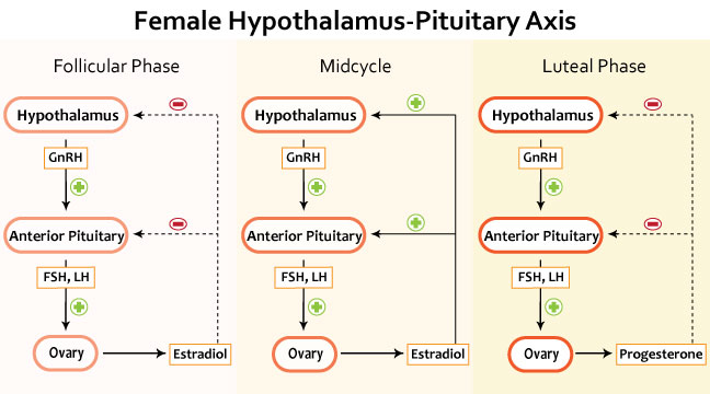 Hypothalamic Pituitary Axis Female Usmle Strike 2466