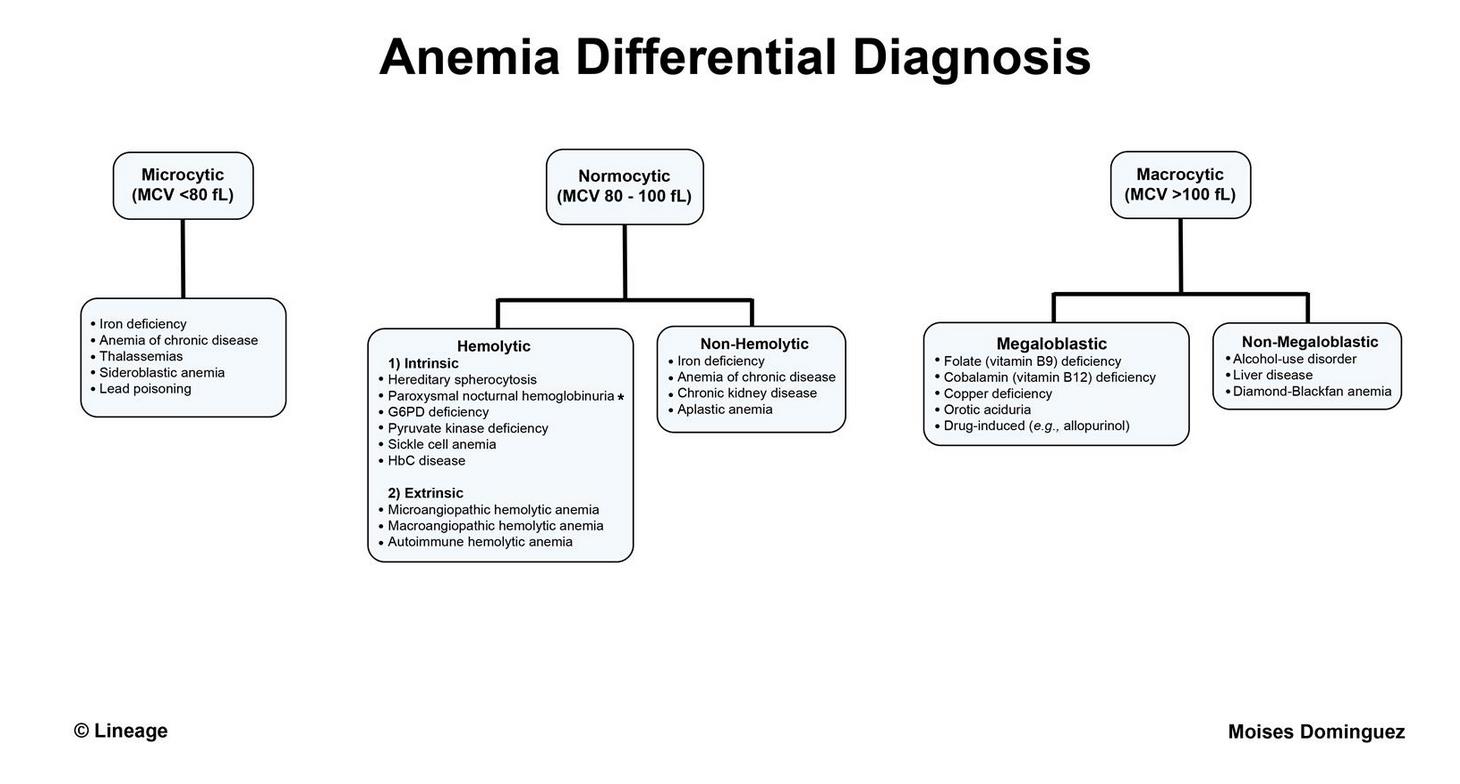 https://upload.medbullets.com/topic/120234/images/hemolytic_anemia.jpg