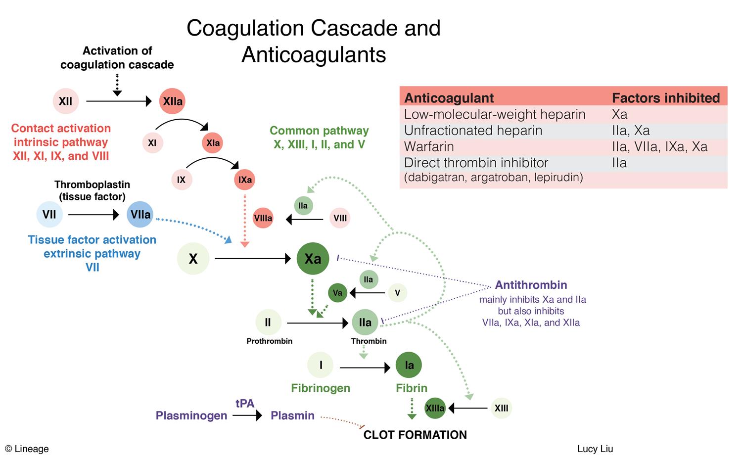 New Anticoagulants Comparison Chart